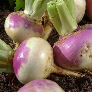 Navet-Légume Rave d'Auvergne Tardive à Collet Rouge